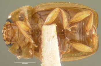 Media type: image;   Entomology 24486 Aspect: habitus ventral view